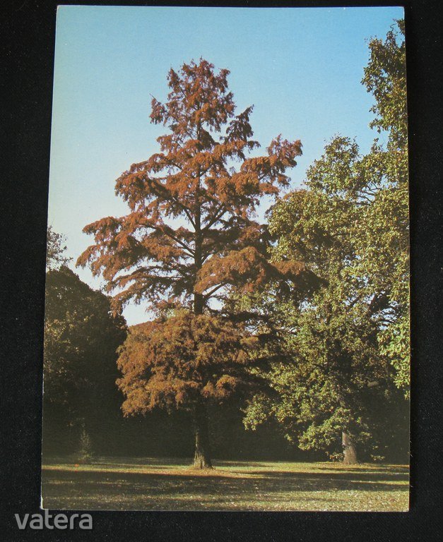 Tiszakürt, arborétum