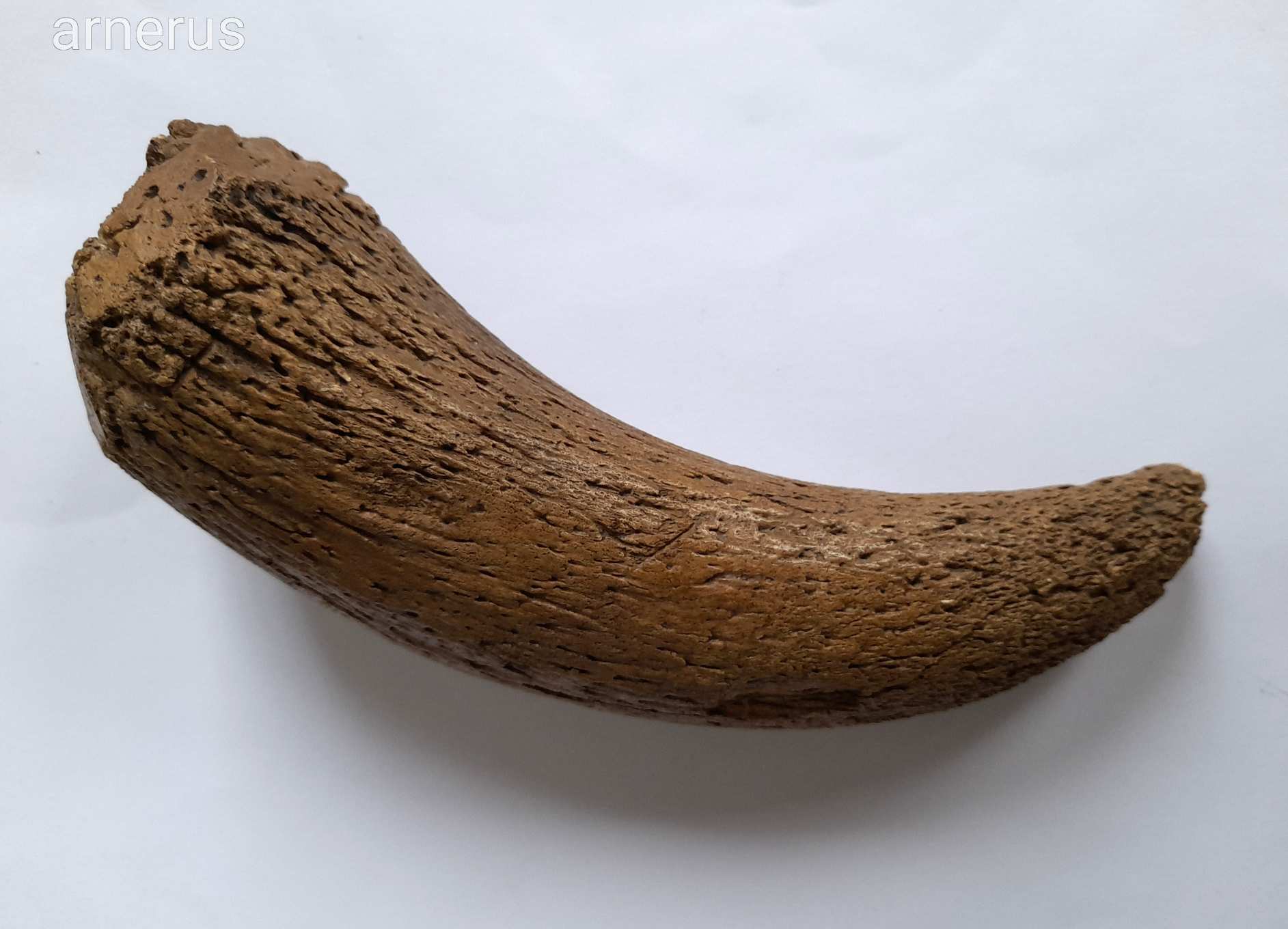 Régi Antik marhaféle Szarv
