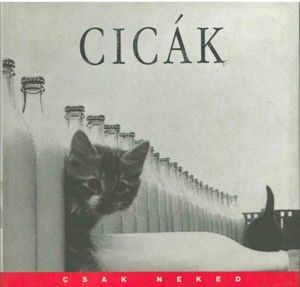 Cicák - képkavalkád