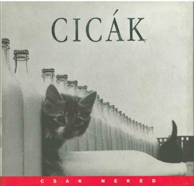 Cicák - képkavalkád