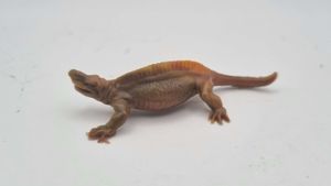Spenacodon Linde