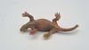 Spenacodon Linde