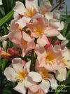 R.K.E. DARINKA     LEANDER csemete  1.