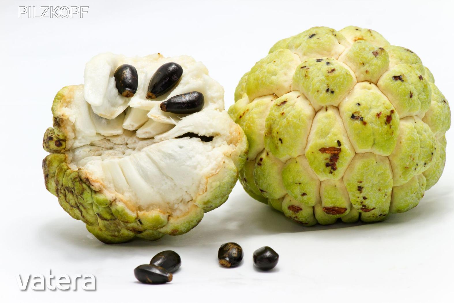 Cherimoya fa magok!4db!