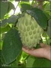 Cherimoya fa magok!4db!