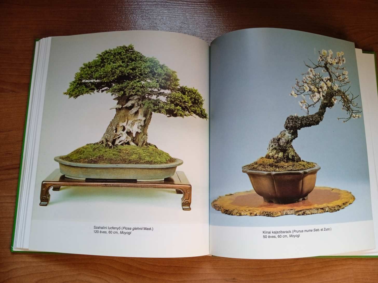 A bonsai titkai könyv