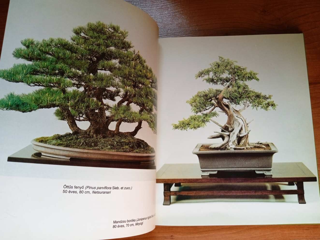 A bonsai titkai könyv