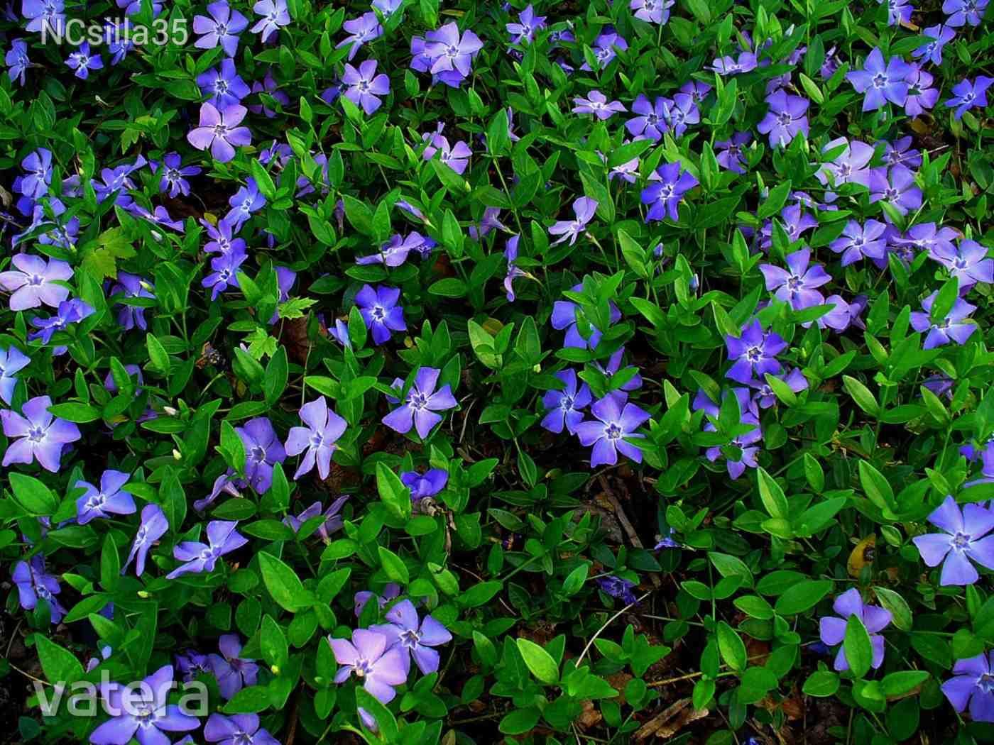 Kis meténg (Vinca minor) (meghosszabbítva: 3519500294) - Vatera.hu