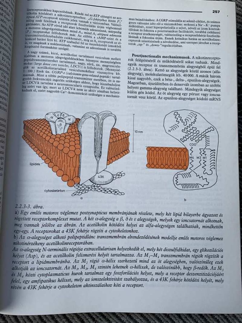 Humán farmakológia