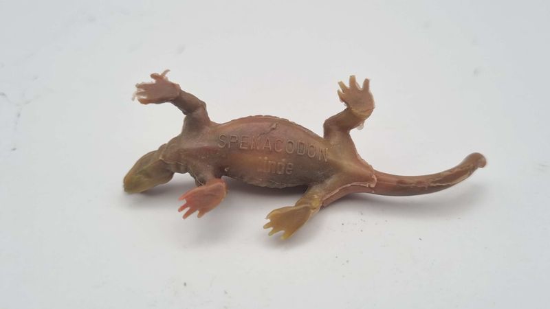 Spenacodon Linde