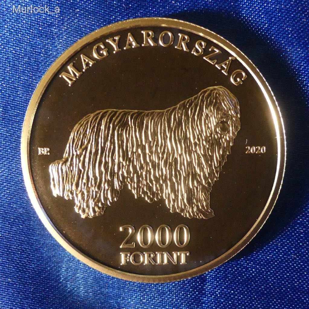 Komondor 2000 Ft-os.